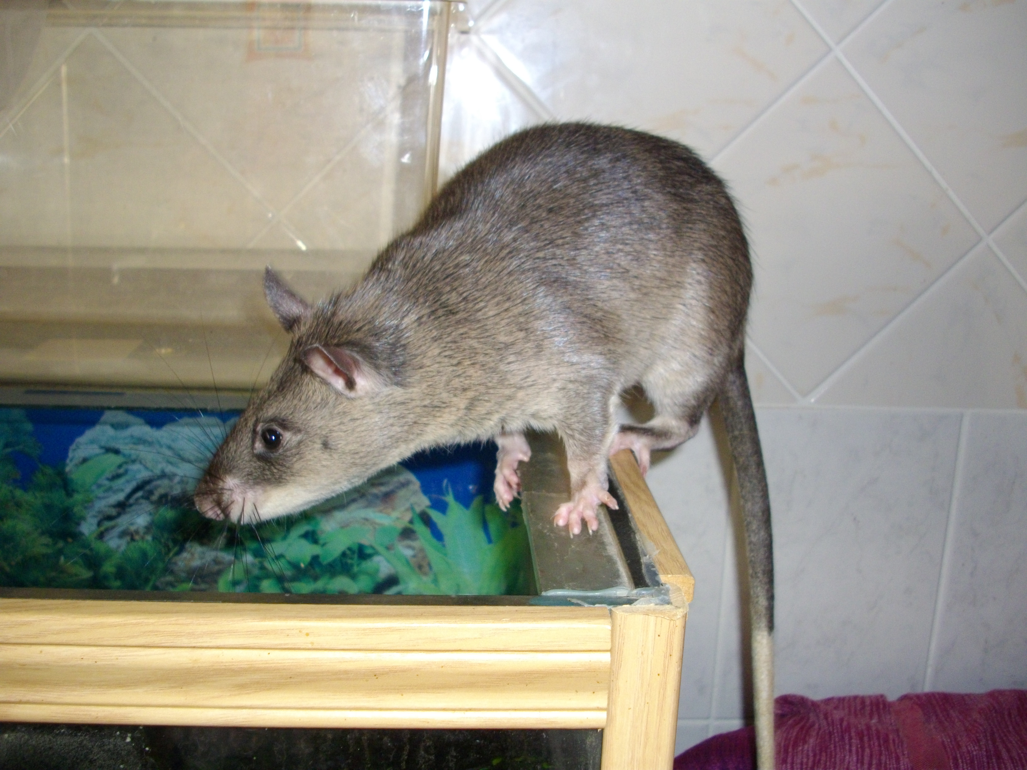 African Giant Pouched Rat from Wikimedia