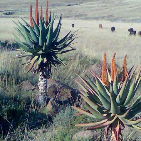 Aloe Ferox between Cofimvaba and Ngcobo