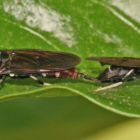 Black soldier flies mating Black soldier flies mating