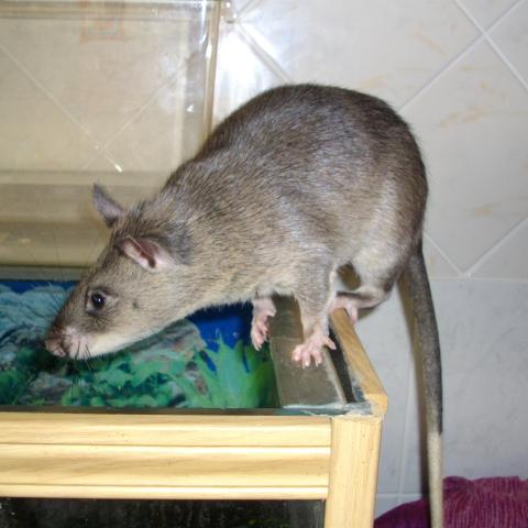 African Giant Pouched Rat from Wikimedia