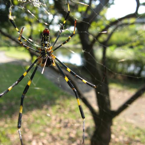 Joro spider