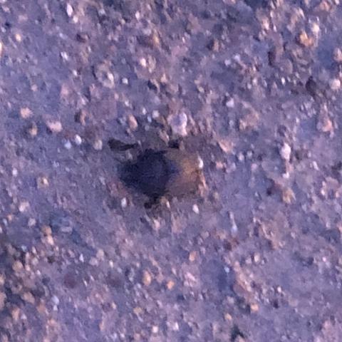 Scarabaeus Zambesianus Picture of dung beetle