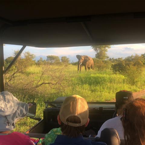 Elephant approaching vehicle Elephant approaching vehicle