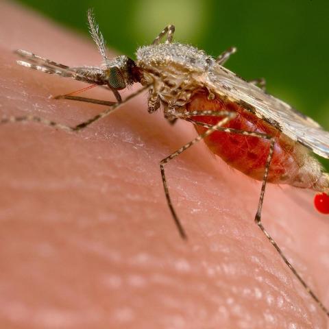 anopheles mosquito anopheles mosquito