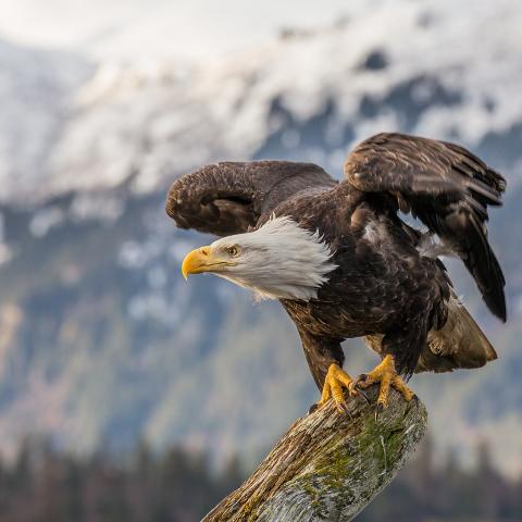 bald eagle