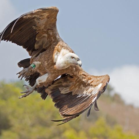 griffon_vulture_takeoff