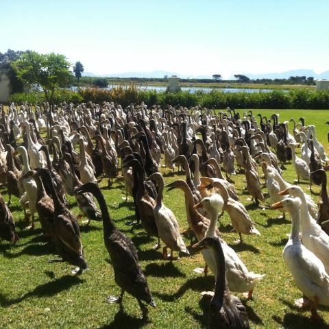 ducks ducks
