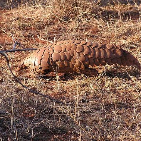 Pangolin (Manis temminckii), Madikwe Game Reserve