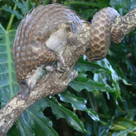 phataginus tricuspis phataginus tricuspis
